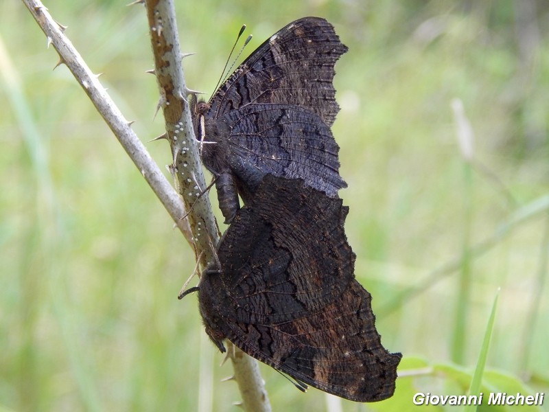 Aglais io : accoppiamento